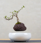 Floating Flower Pot for Home Decor